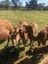 Muswellbrook Camel Farm Image -63632b3428836